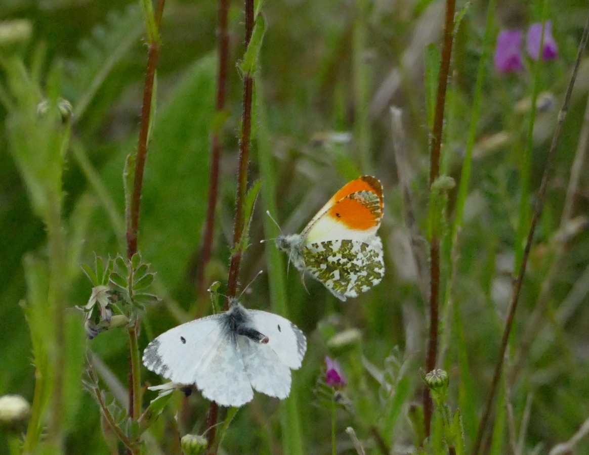 Orange tips male and female